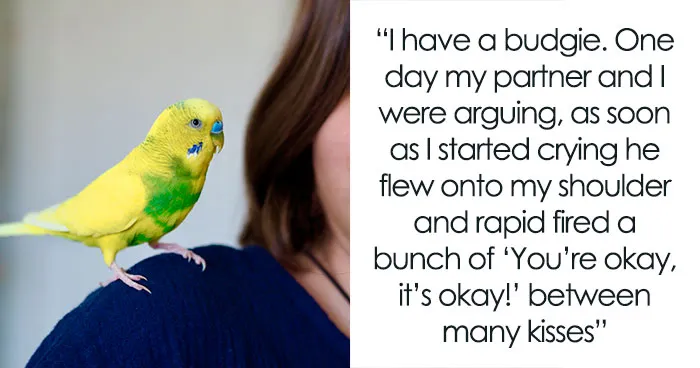51 Stories Of Pets Acting So Human Owners Could Hardly Believe Their Intelligence