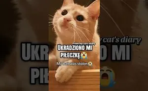 From My Cat's Diary