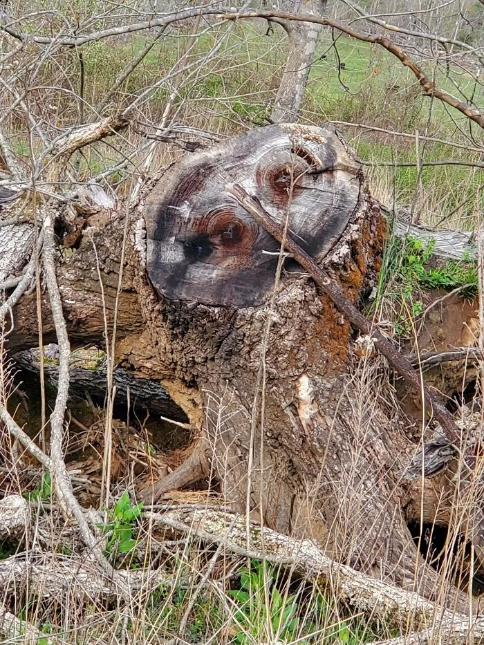 Tree stump with natural patterns resembling a face, an example of pareidolia captured outdoors among dry branches and grass.