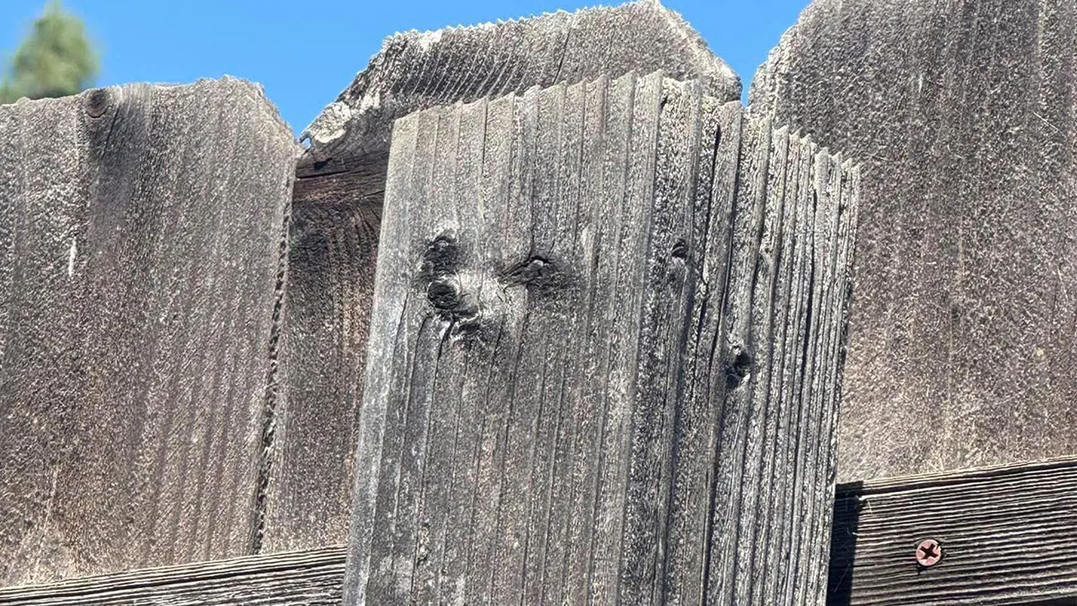 81 Times People Experienced Pareidolia And Took A Picture For Everyone To See (New Pics)