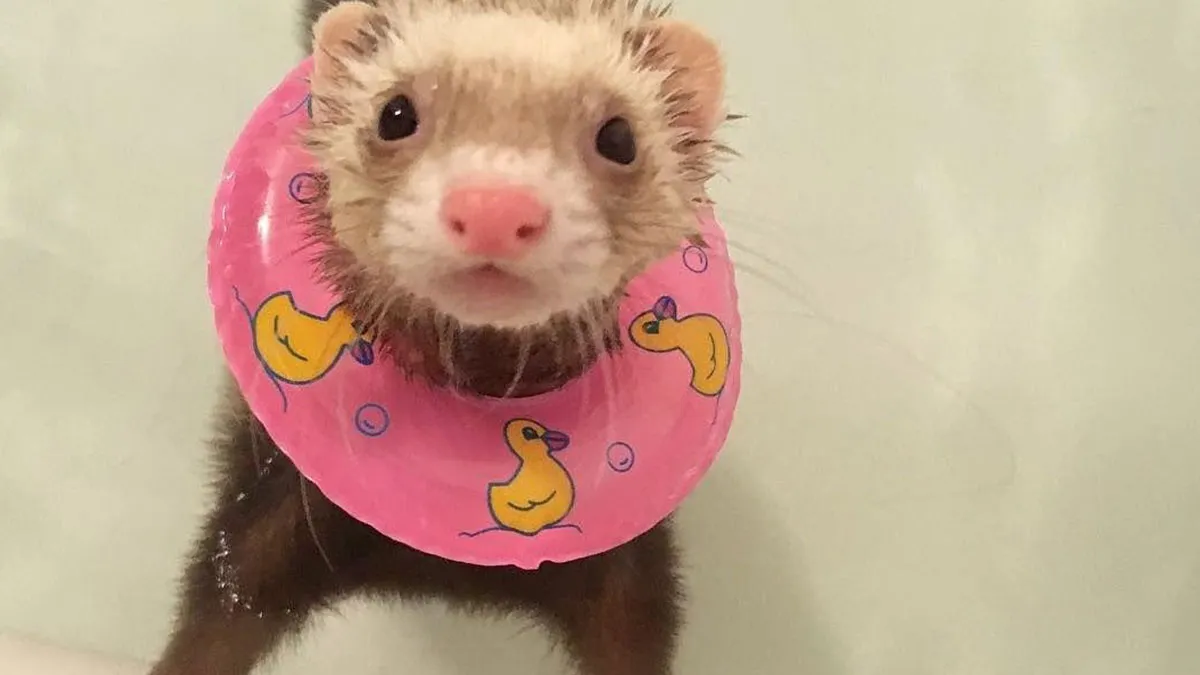 70 Pets Who Discovered Water And Had Extremely Strong Opinions About It