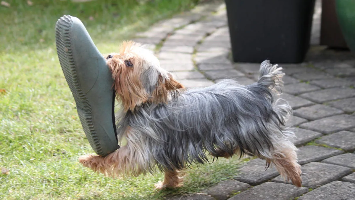 59 Times People Managed To Capture Their Pets In The Middle Of A Heist