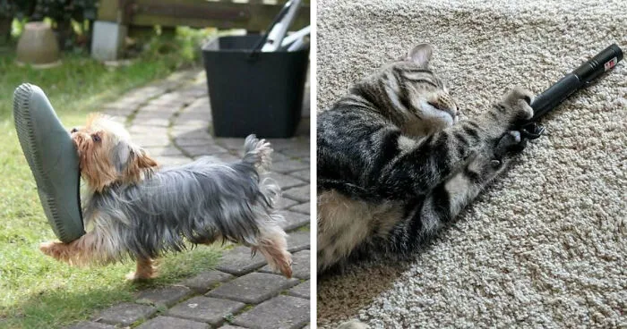 59 Times People Managed To Capture Their Pets In The Middle Of A Heist
