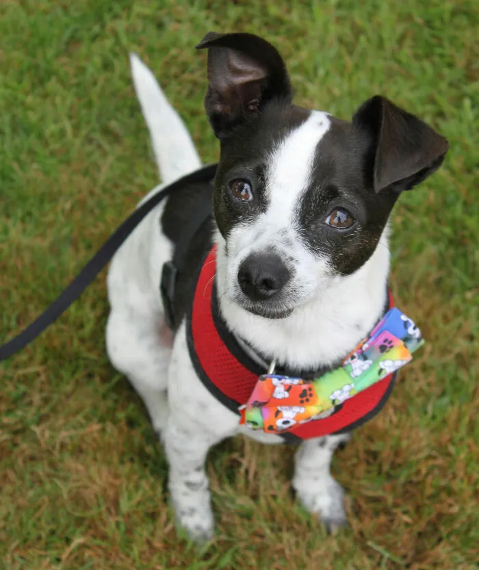 51 Stories Of Pets Acting So Human Owners Could Hardly Believe Their Intelligence