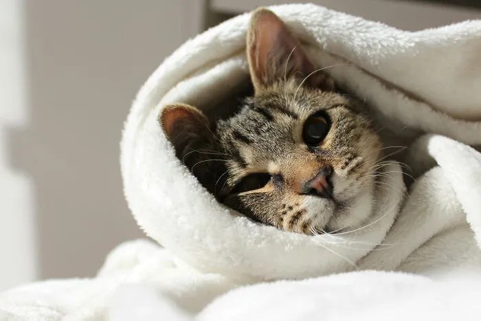 51 Stories Of Pets Acting So Human Owners Could Hardly Believe Their Intelligence