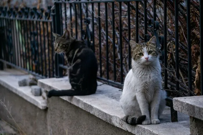 "No Curtains Or Anything": 57 Wildest Things People Saw Their Neighbors Do