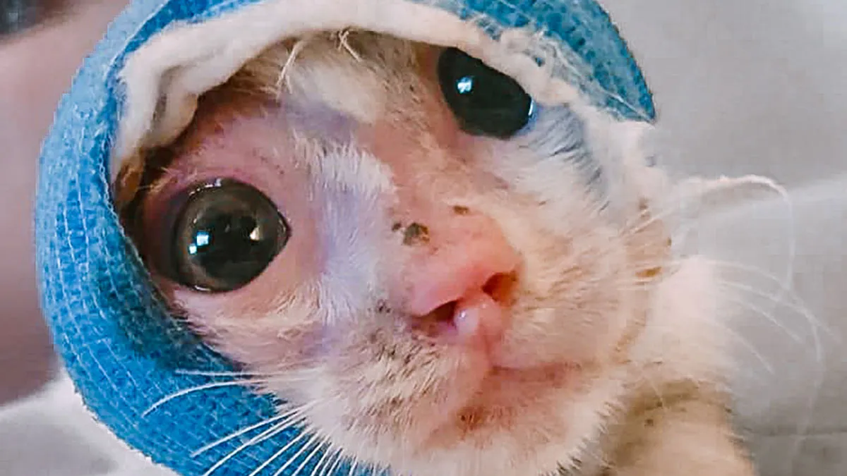 Two Severely Injured Kittens Found Love And A Forever Home Thanks To A Caring Vet