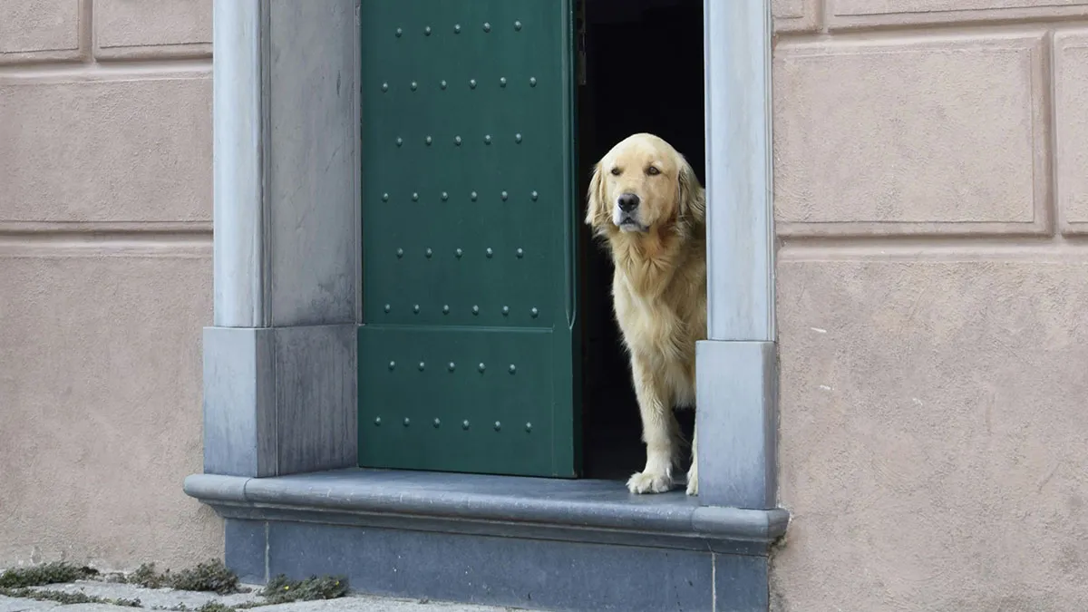 85 Rich People’s Employees Share The Most Absurdly Expensive Luxuries They’ve Encountered