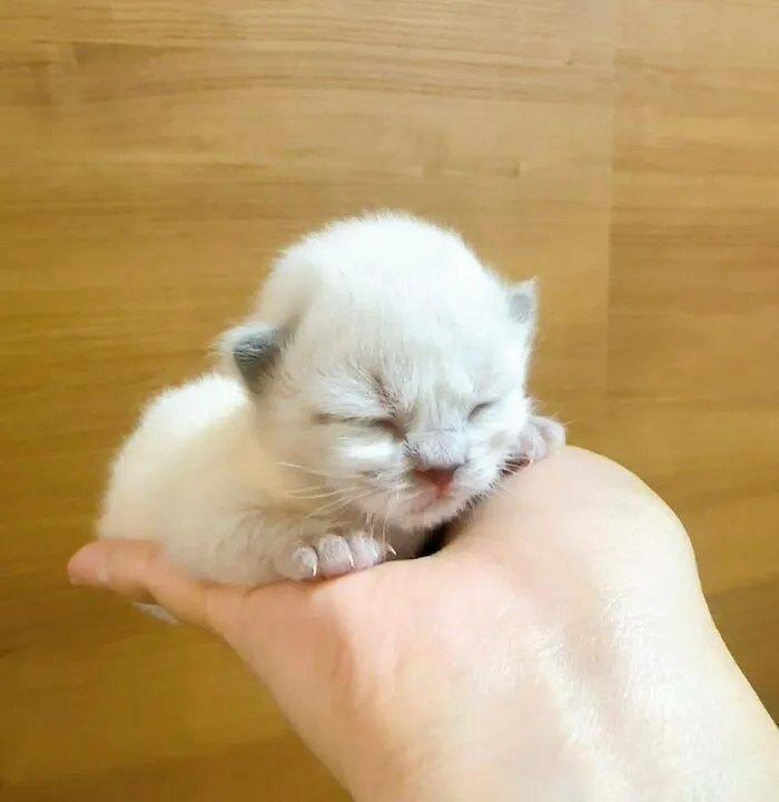 A sweet, tiny kitten sleeping peacefully in a person's hand.