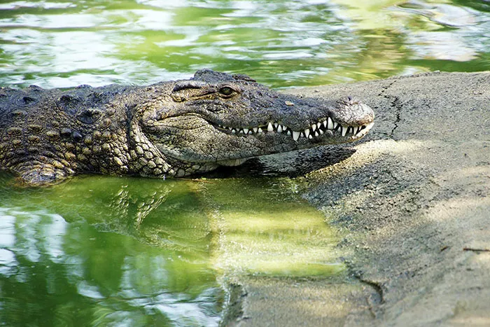 Crocodile resting partially submerged in water, illustrating wildlife risks related to safety tips everyone should know.