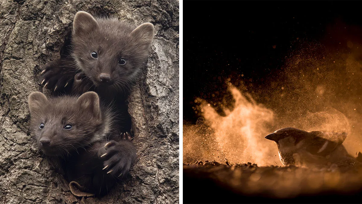 30 Incredible Moments In Nature Captured By Michel d'Oultremont