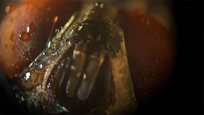 Close-up of a fly's compound eyes and mouthparts highlighting subtle and interesting displays of intelligence in insects.