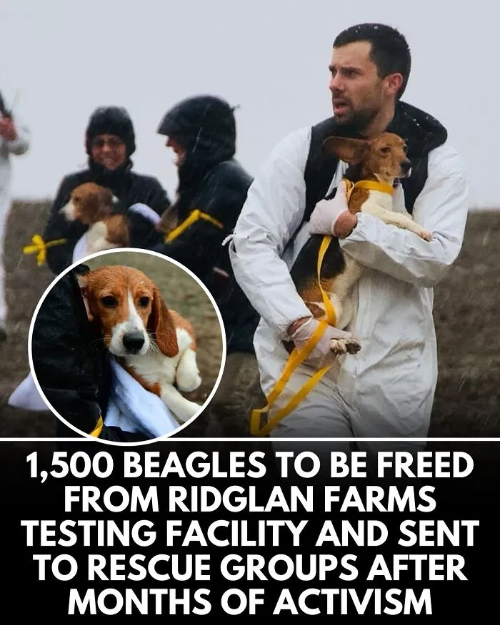 From Rescue Miracles To Emotional Reunions: 32 New Dog Stories Shared By 'We Rate Dogs' 