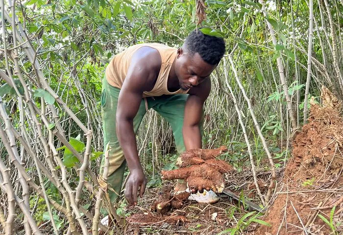 Cameroon