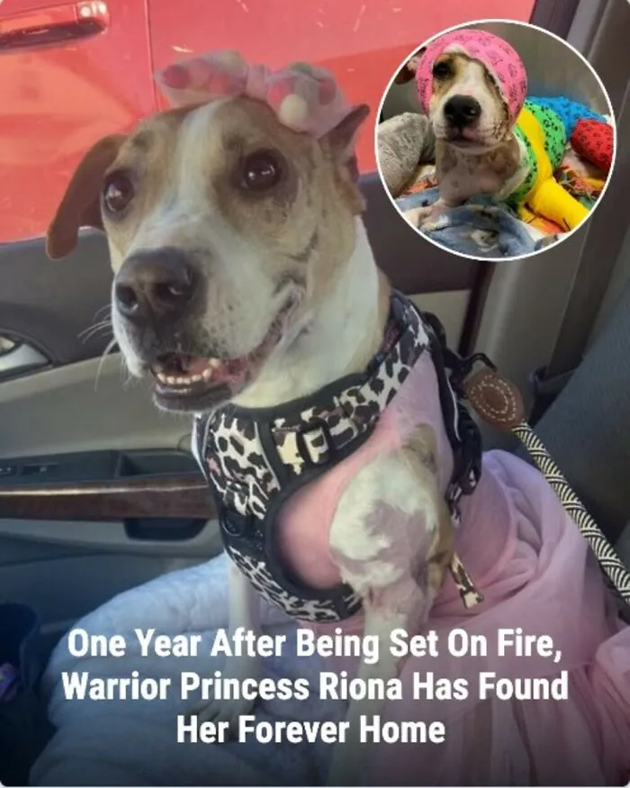 This Page Shared The Stories Of 28 Animals Whose Lives Changed After Someone Finally Came To Help