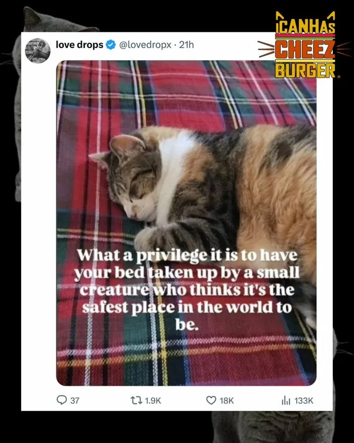 41 Of The Funniest And Cutest Cat Posts Shared By This Page (New Pics)