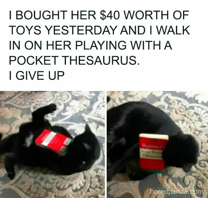 70 Randomly Funny Memes To Fix Your Mood