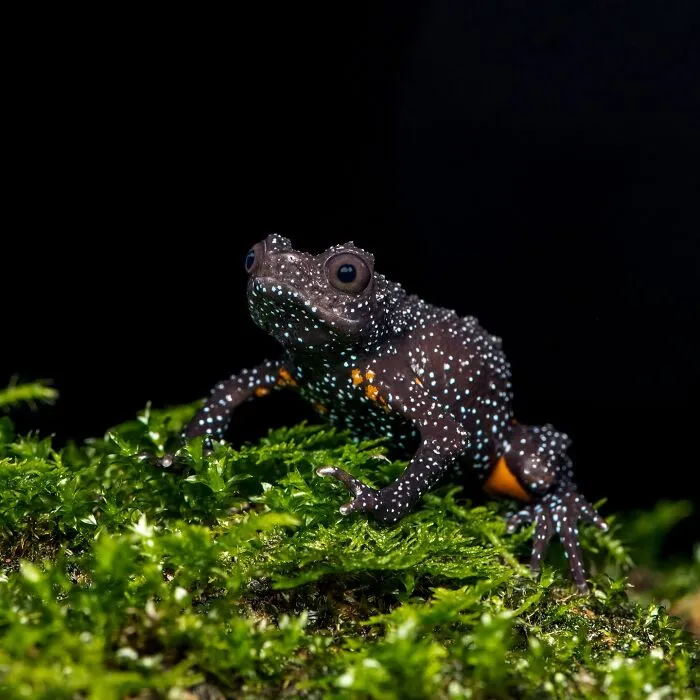 This Photographer Captured The Hidden Beauty Of Frogs In 22 Stunning Shots (New Pics)