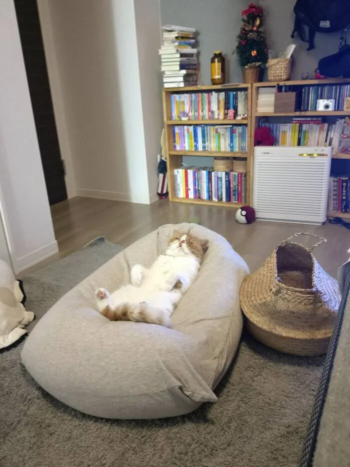 A weird cat sleeping hilariously on a beanbag chair, relaxed with its paws up.