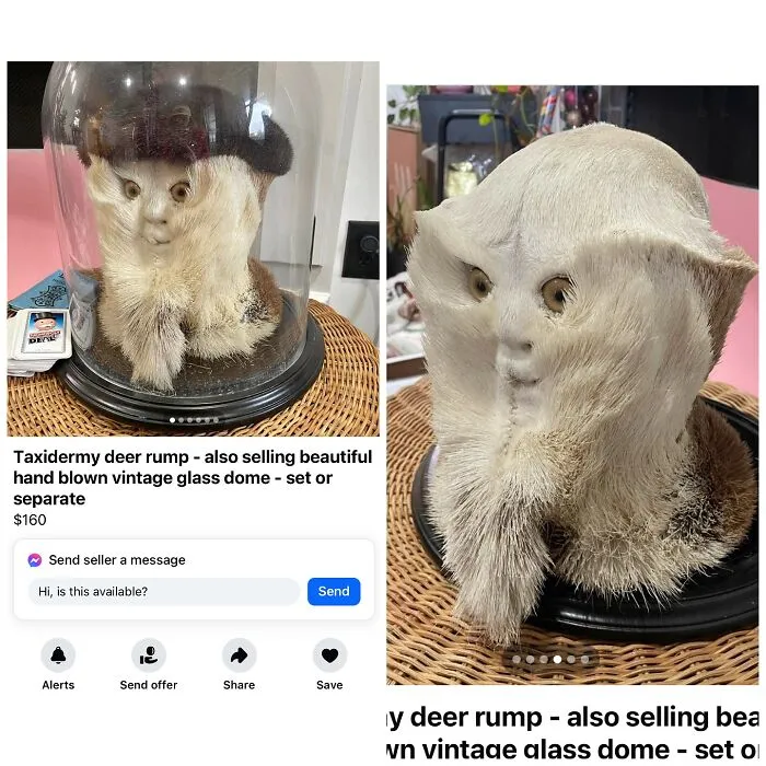 Taxidermy deer rump under glass dome listed on Facebook Marketplace