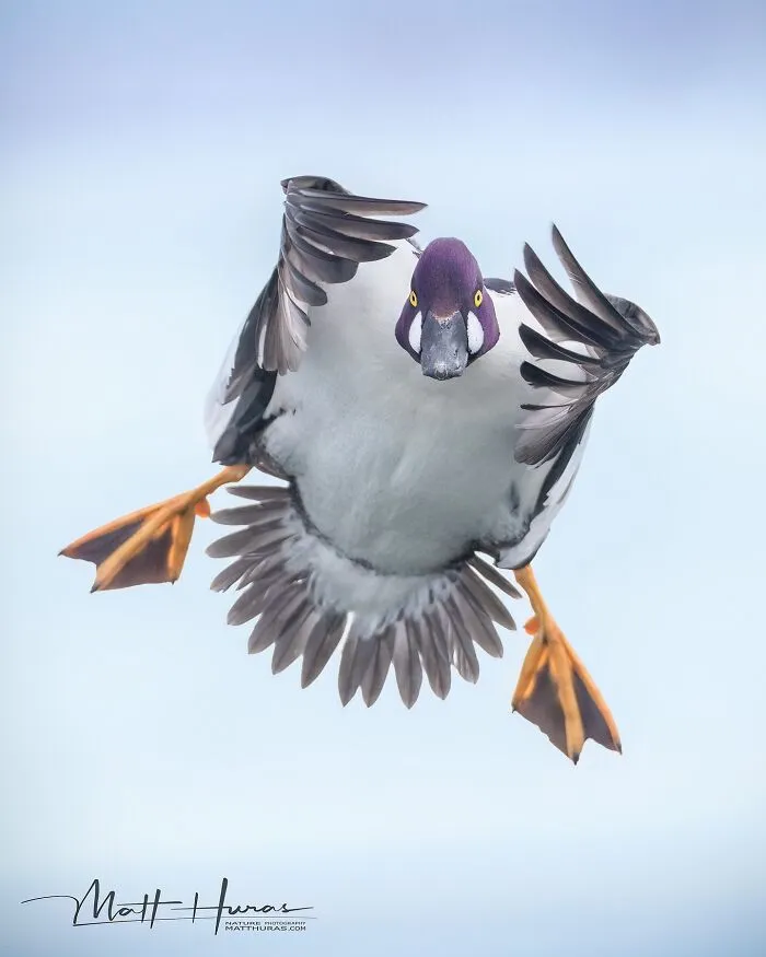 “Male Common Goldeneye Duck Landing”