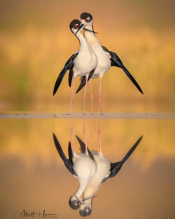 “Black-Necked Stilts”