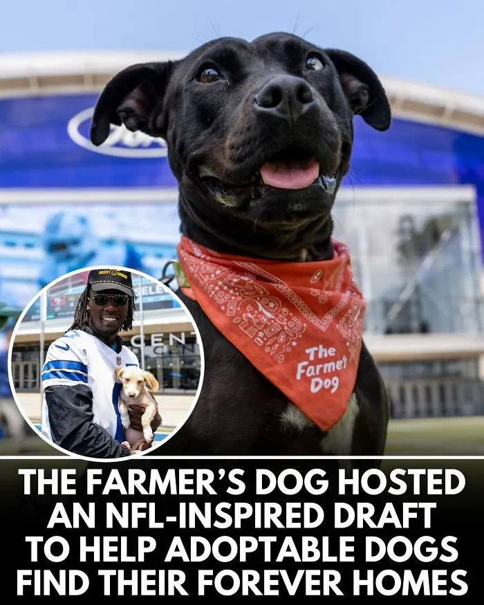 From Rescue Miracles To Emotional Reunions: 32 New Dog Stories Shared By 'We Rate Dogs' 