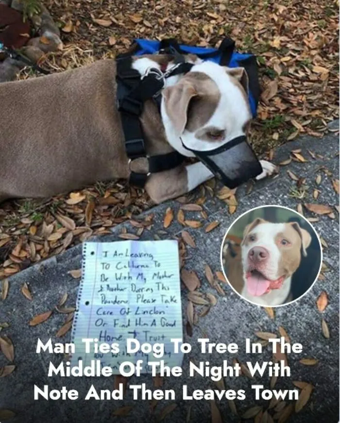 This Page Shared The Stories Of 28 Animals Whose Lives Changed After Someone Finally Came To Help