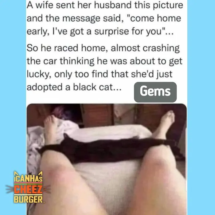 41 Of The Funniest And Cutest Cat Posts Shared By This Page (New Pics)