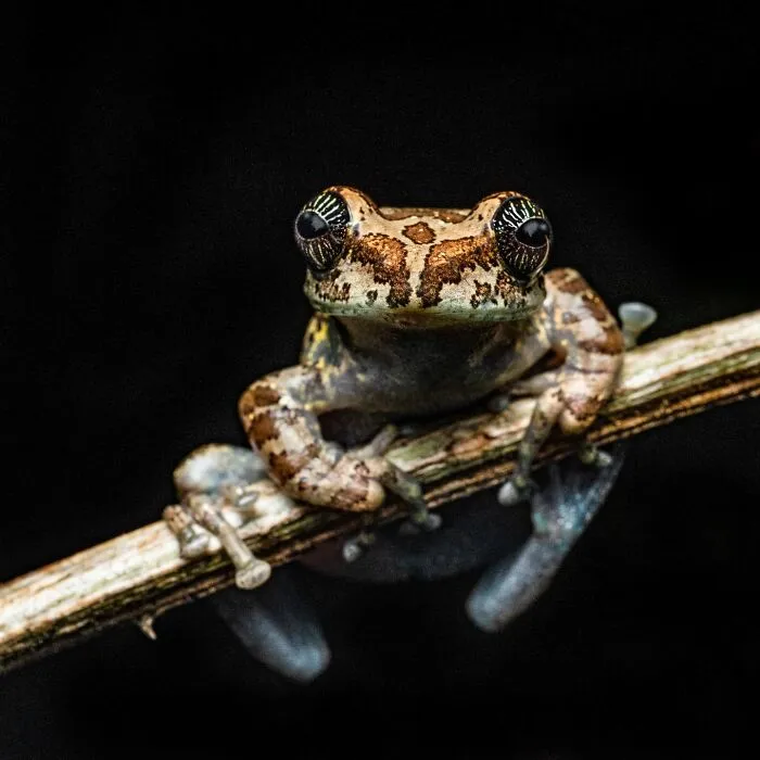 This Photographer Captured The Hidden Beauty Of Frogs In 22 Stunning Shots (New Pics)