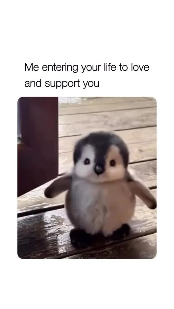 Cute baby penguin entering life to love and support meme