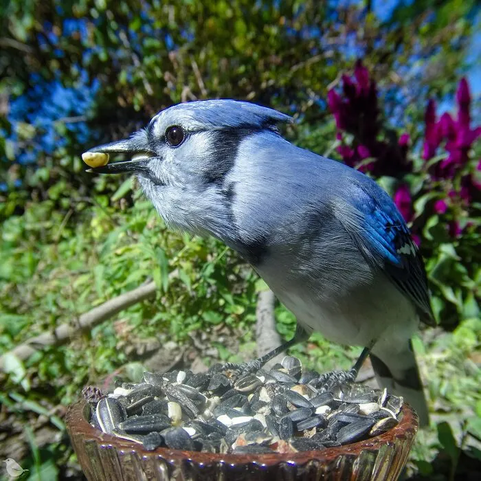 Woman Puts Camera On Bird Feeder In Her Yard To See Who Comes To Visit (30 New Pics)