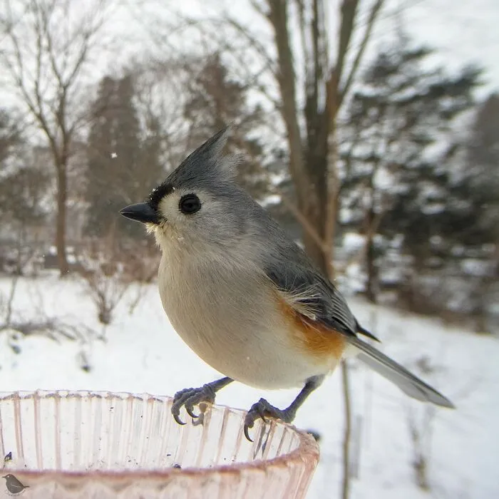 Woman Puts Camera On Bird Feeder In Her Yard To See Who Comes To Visit (30 New Pics)