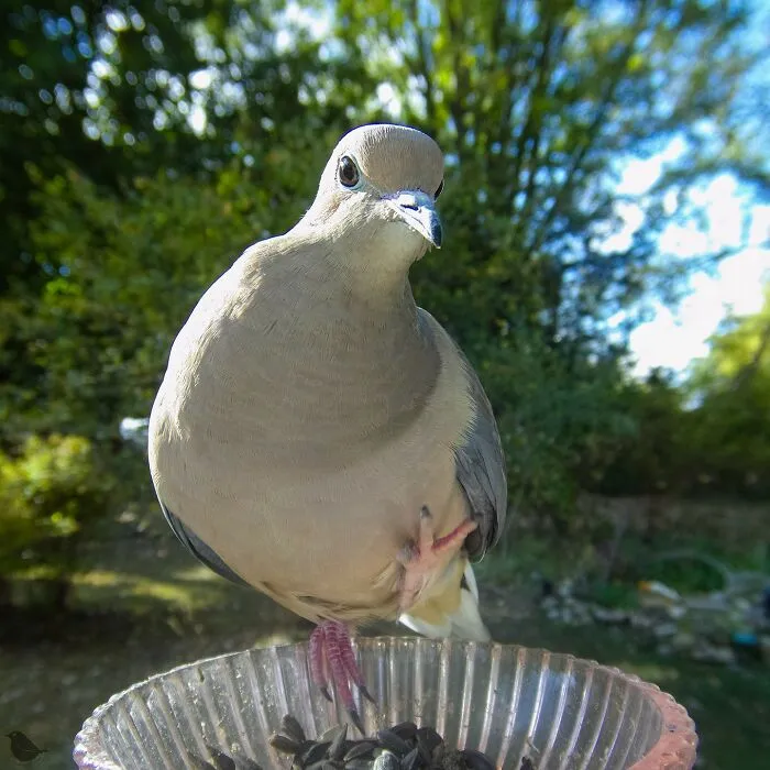 Woman Puts Camera On Bird Feeder In Her Yard To See Who Comes To Visit (30 New Pics)