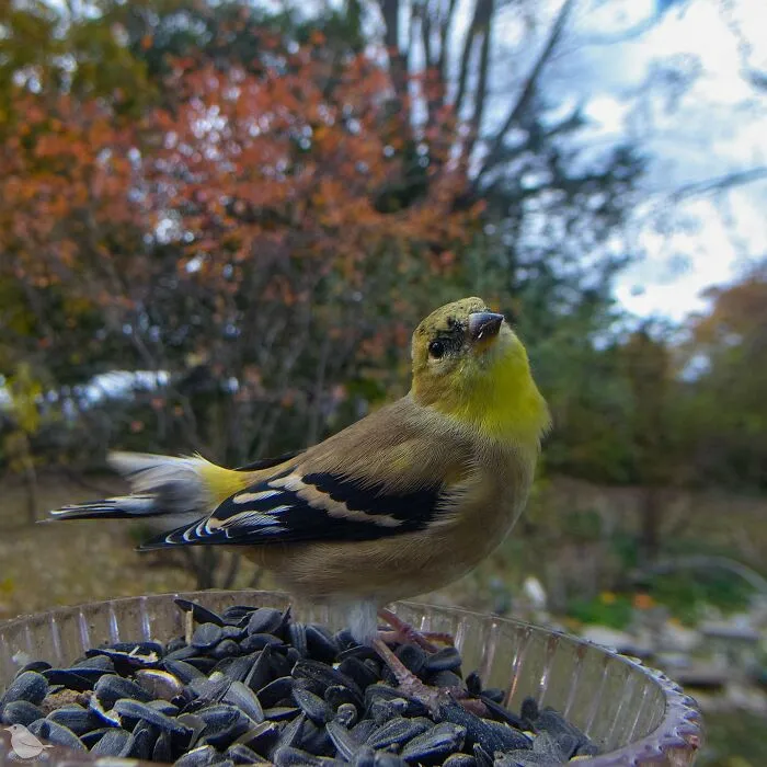 Woman Puts Camera On Bird Feeder In Her Yard To See Who Comes To Visit (30 New Pics)