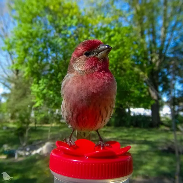 Woman Puts Camera On Bird Feeder In Her Yard To See Who Comes To Visit (30 New Pics)