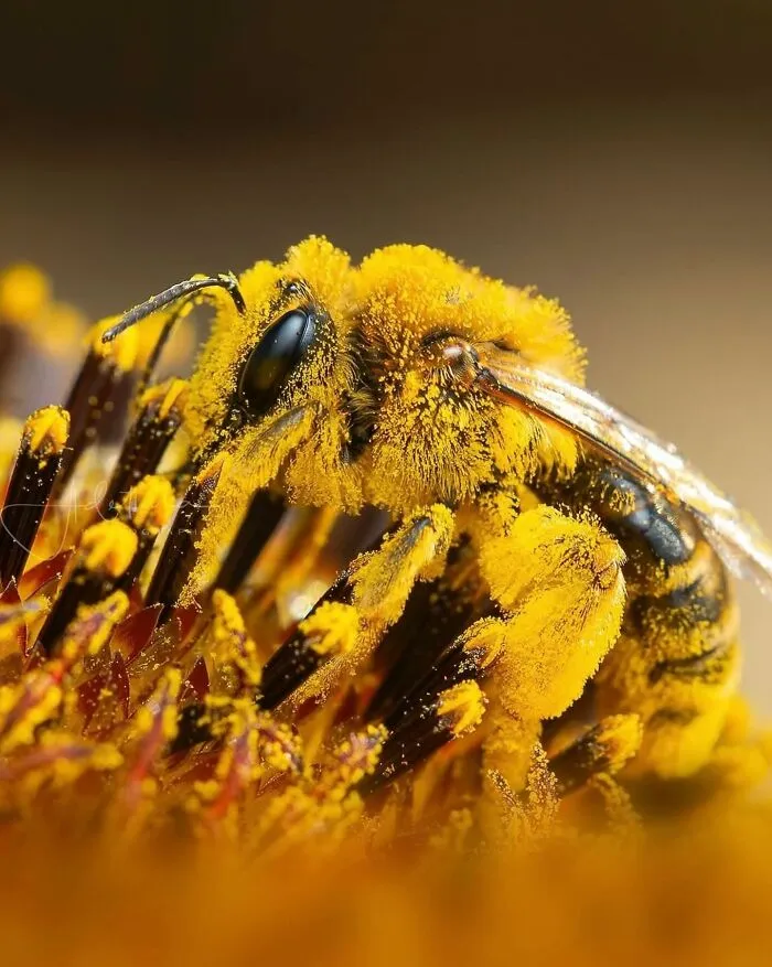 55 Fascinating Macro Photos Shared By This Page That Reveal Tiny Worlds Up Close