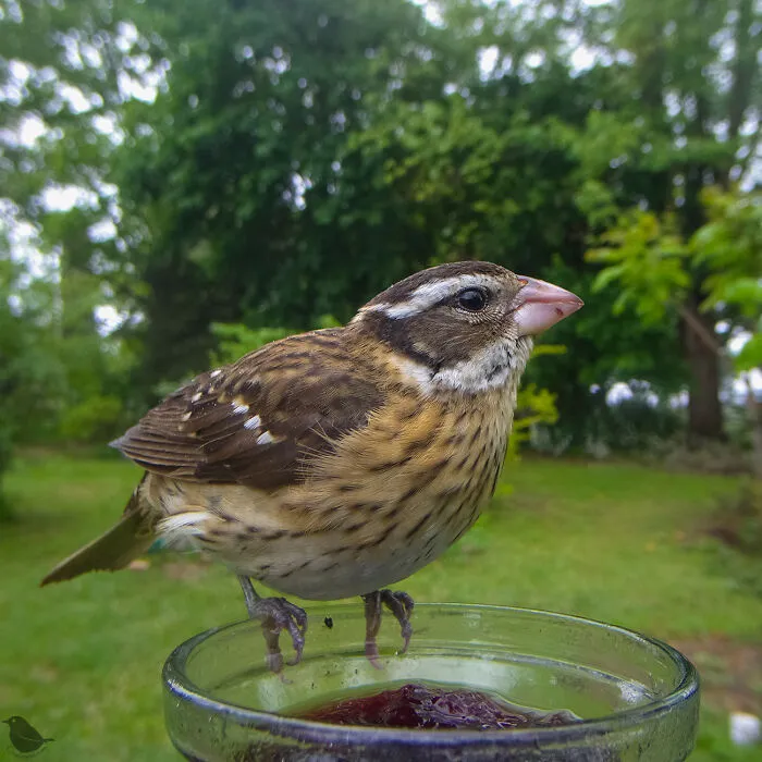 Woman Puts Camera On Bird Feeder In Her Yard To See Who Comes To Visit (30 New Pics)