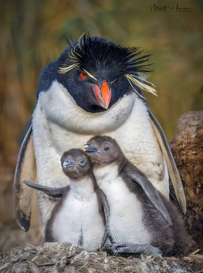 “A Western Rockhopper Penguin With 2 Chicks”