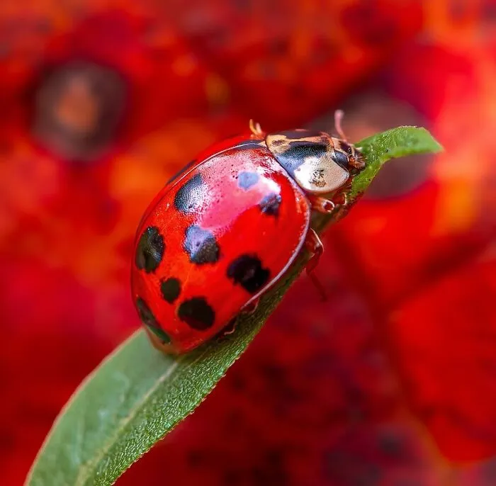 55 Fascinating Macro Photos Shared By This Page That Reveal Tiny Worlds Up Close