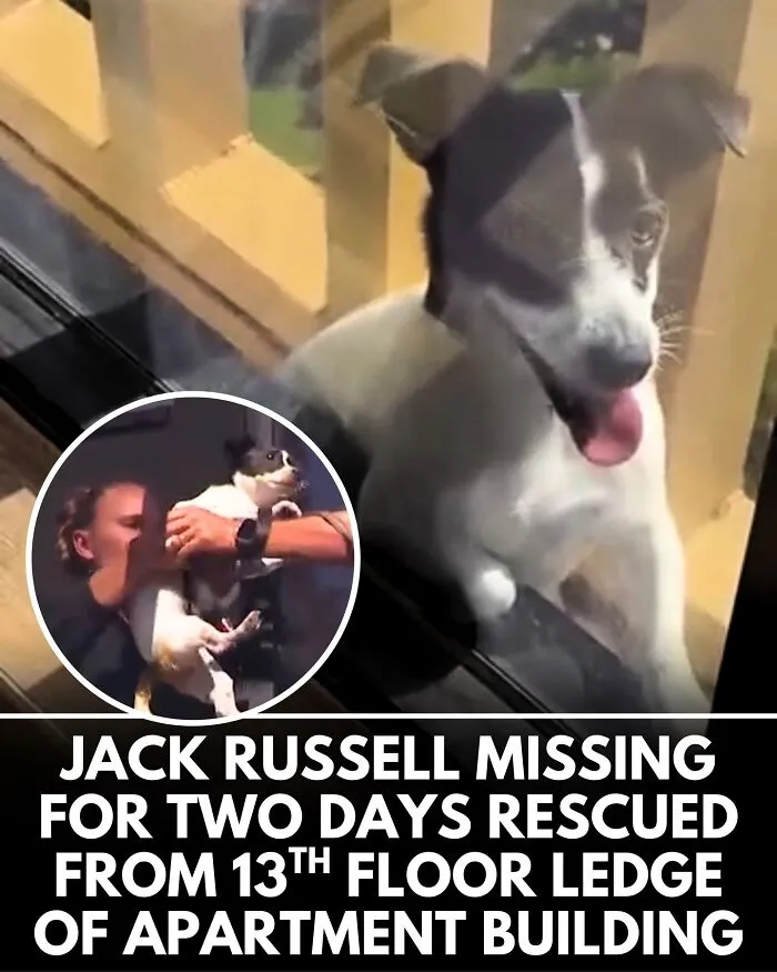 From Rescue Miracles To Emotional Reunions: 32 New Dog Stories Shared By 'We Rate Dogs' 