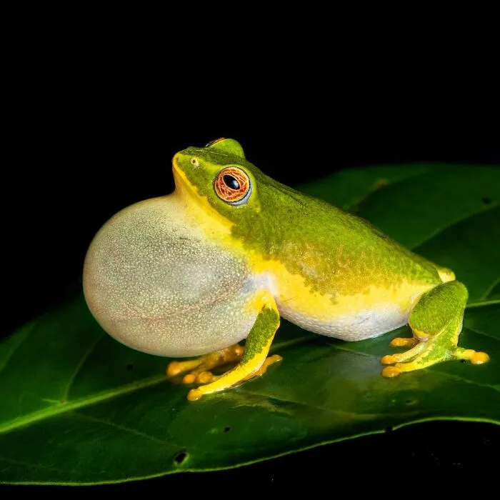This Photographer Captured The Hidden Beauty Of Frogs In 22 Stunning Shots (New Pics)
