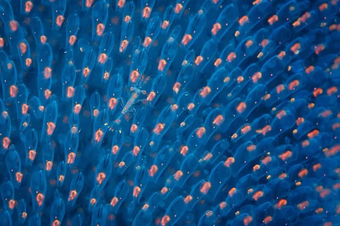 20 Powerful Photos From The 2026 Animal Kingdom Competition By Life Framer