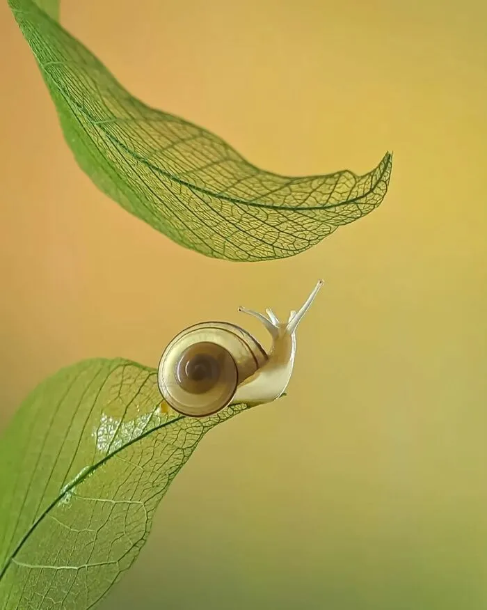 55 Fascinating Macro Photos Shared By This Page That Reveal Tiny Worlds Up Close