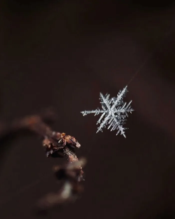 55 Fascinating Macro Photos Shared By This Page That Reveal Tiny Worlds Up Close