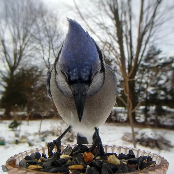 Woman Puts Camera On Bird Feeder In Her Yard To See Who Comes To Visit (30 New Pics)