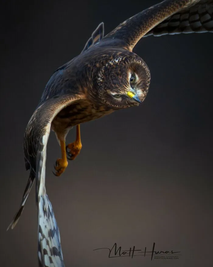 “Norther Harrier”