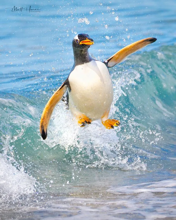 “Gentoo Penguin”