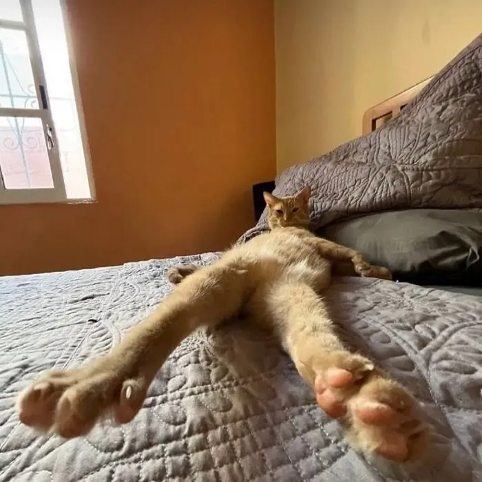50 Hilarious Memes And Moments Caught On Camera, As Shared By ‘Cats Without Context’