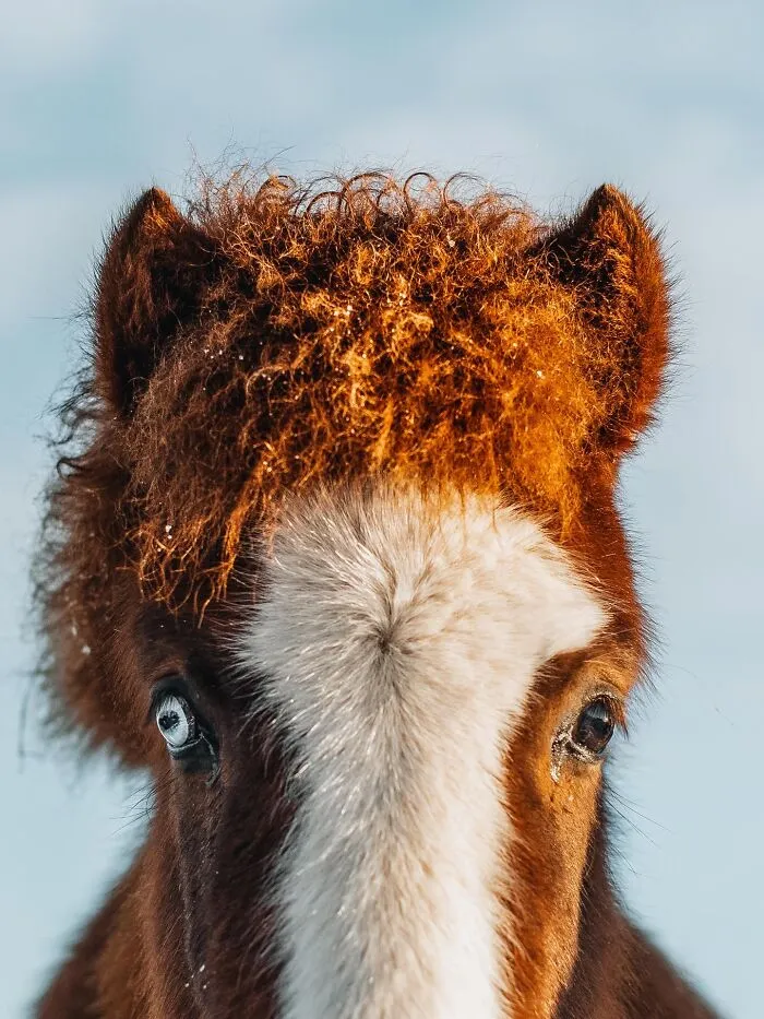 This Photographer Shows Iceland Through The Animals That Call It Home (41 Pics)
